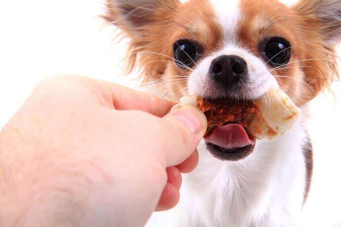 Cachorro recebendo petisco