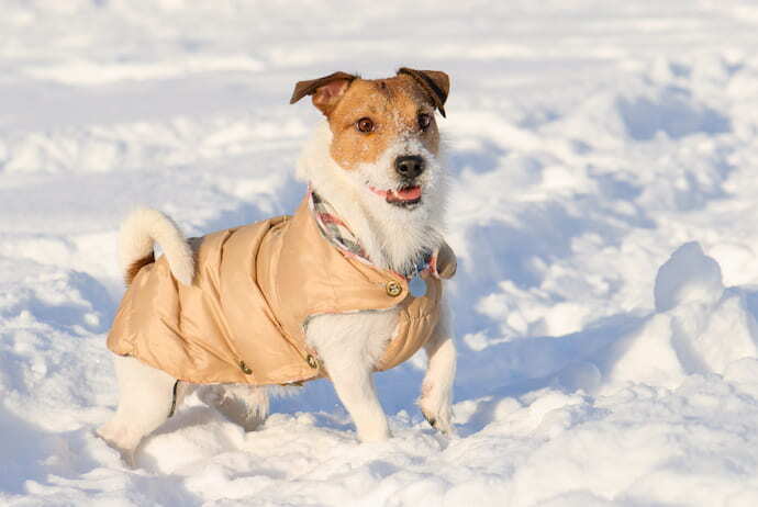 Cachorro com roupa de frio