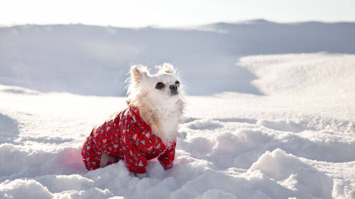 Cachorro com roupa de frio