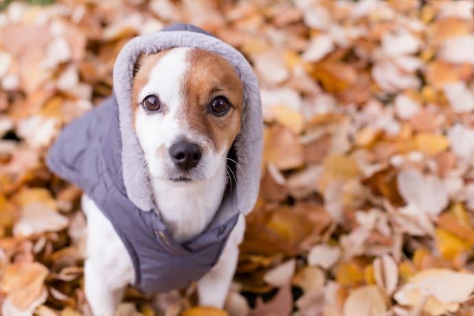 Cachorro com roupa de frio