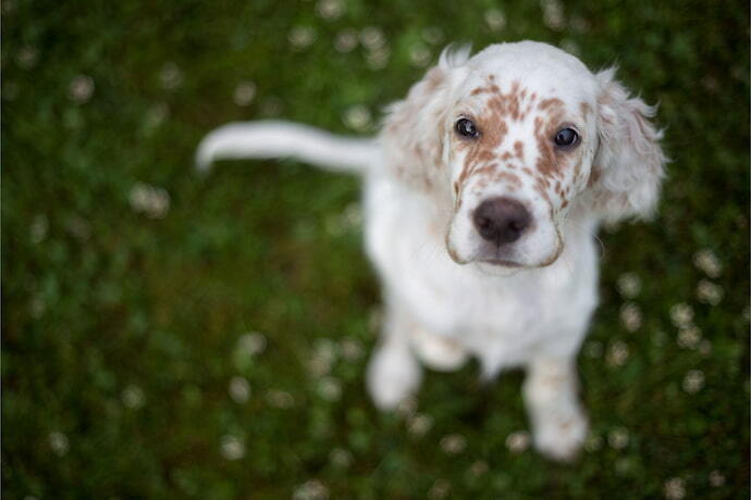 Cachorro sentado no mato olhando para câmera 