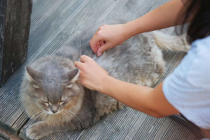 Verificando pulgas em gato