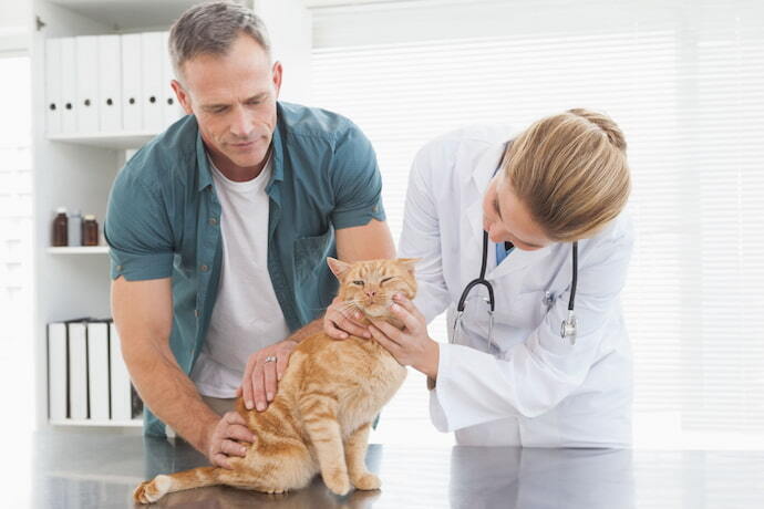 Veterinário aplicando vermífugo em pasta em gato