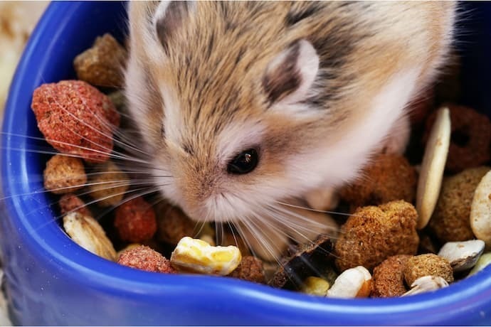 Hamster em cima de pote de ração