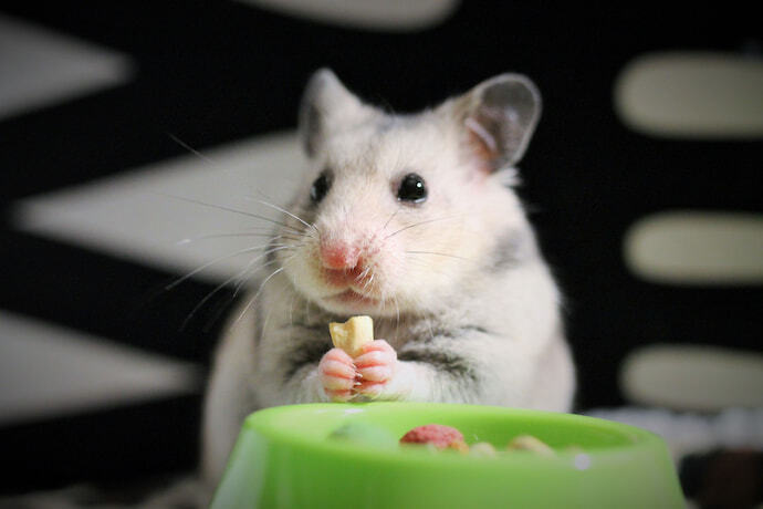 Hamster segurando pedaço de ração